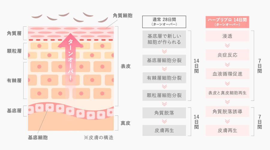 ハーブリプロの理論
